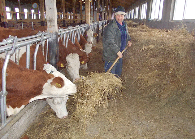 Preţul laptelui scade, iar producătorii fluieră a pagubă