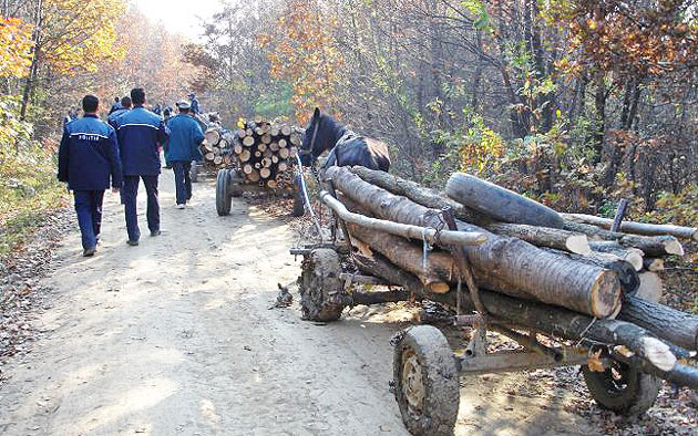 Hoţii de lemne dau iama în păduri