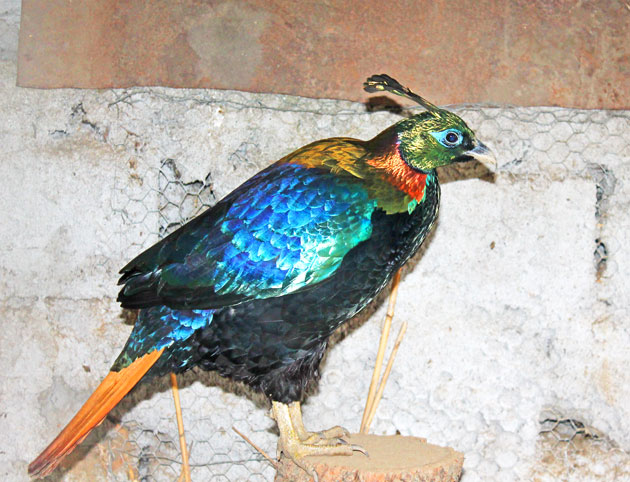 Din Nepal direct în Odoreu