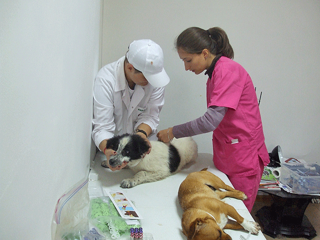 Microciparea câinilor, un demers cu cântec