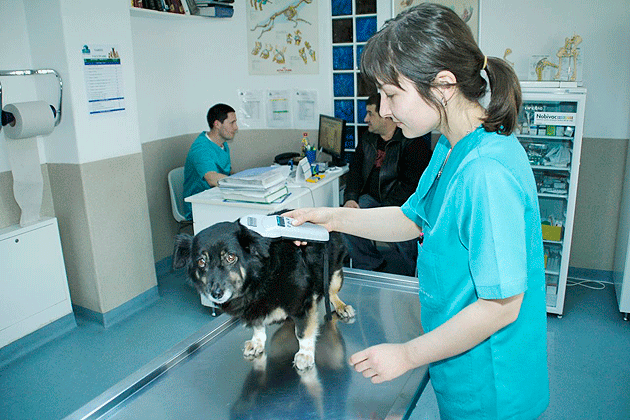 Microciparea animalelor, finalizată pe hârtie