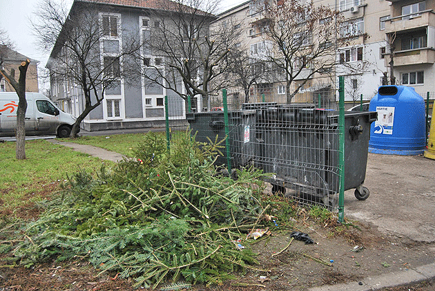 Primăria şi Florisal îi scapă  pe sătmăreni de brazi