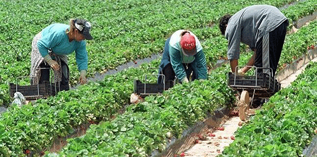 Se caută culegători de mazăre  în Danemarca