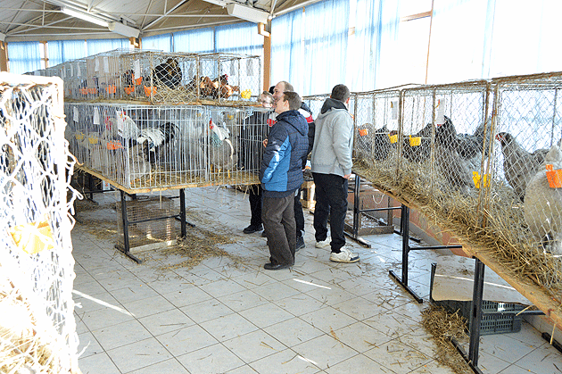 Sătmărenii sunt crescători valoroşi de păsări  şi animale mici