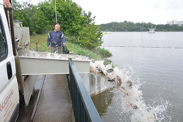 Peştele românesc, devorat la negru  de cel unguresc