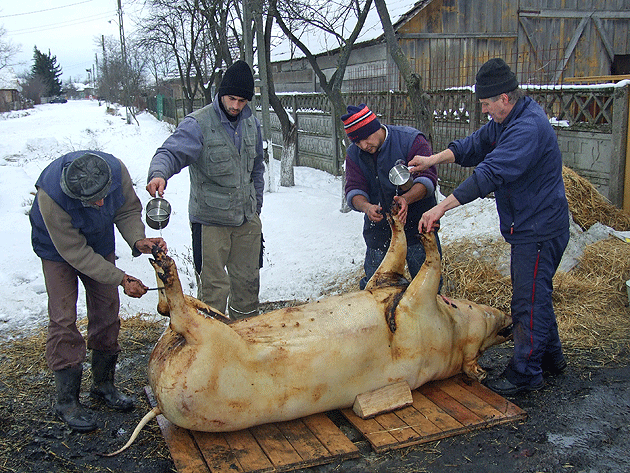 Circa 20.000 de porci sacrificaţi de sărbători