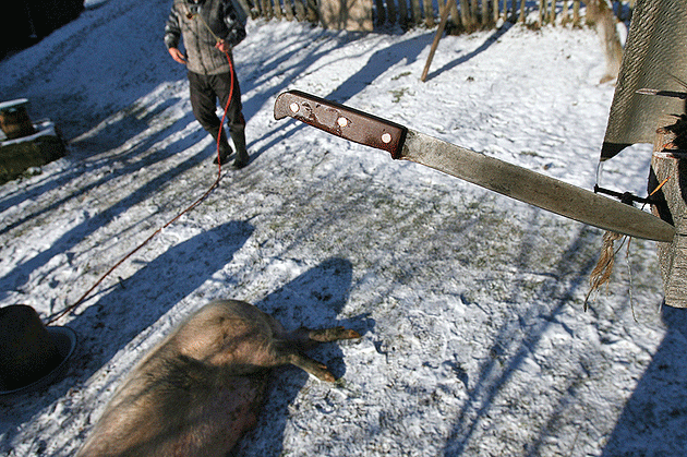 Au încercat să taie porcul,  dar s-au tăiat ca porcii