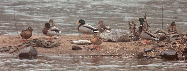 Peste 17.000 de raţe sălbatice trăiesc în judeţ