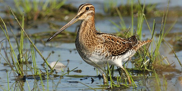 Concurs de fotografii a zonelor umede la Satu Mare