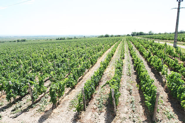 Lideri la reconversia viţei de vie