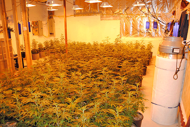 Sătmărenii mai au nevoie şi de iarbă