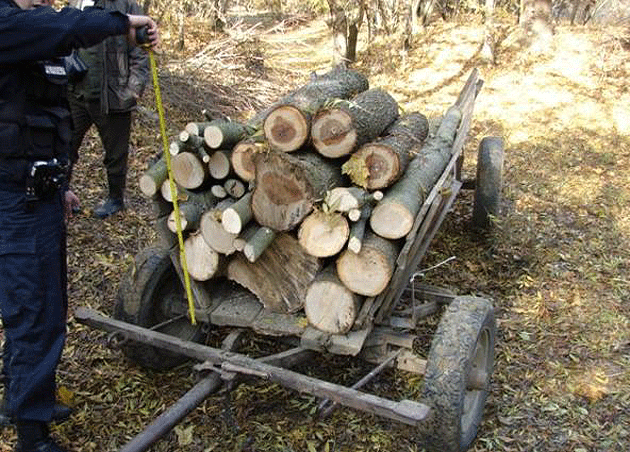 Hoţi de lemne prinşi la Foieni  şi Negreşti Oaş