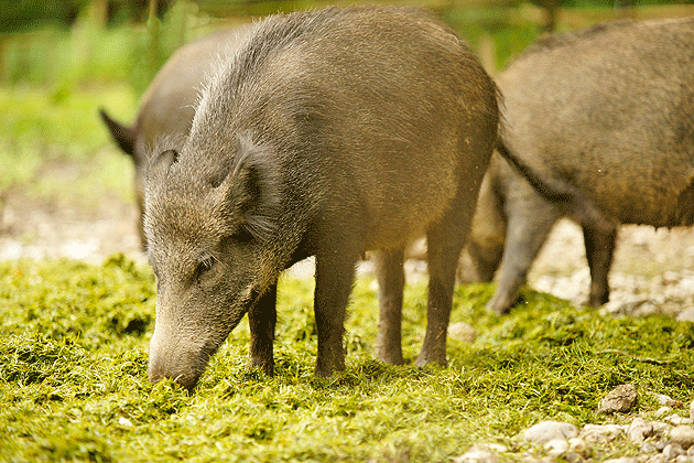 Mistreţii scurmă subvenţiile agricultorilor