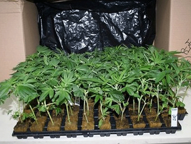 Cultură de canabis ţinută secretă de poliţiştii sătmăreni