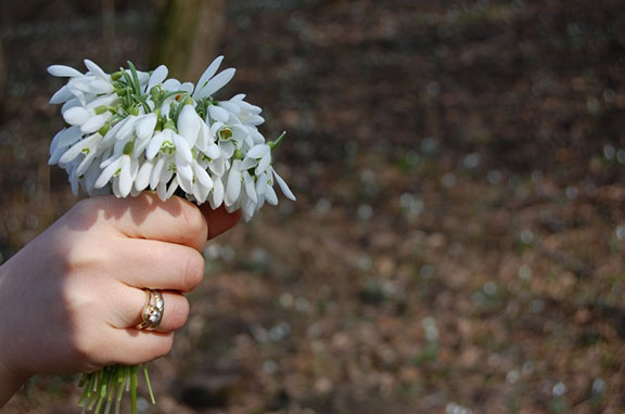 Ghiocelul, un cadou riscant în Ungaria