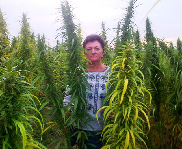 O familie din Carei dă speranţe cânepei româneşti