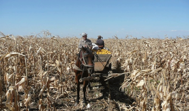 Hoţii fură tot ce le cade la mână