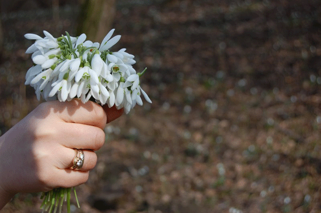 Ghiocelul, un cadou riscant în Ungaria