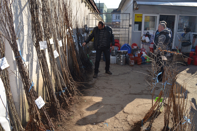 Sătmărenii se pregătesc de grădinărit