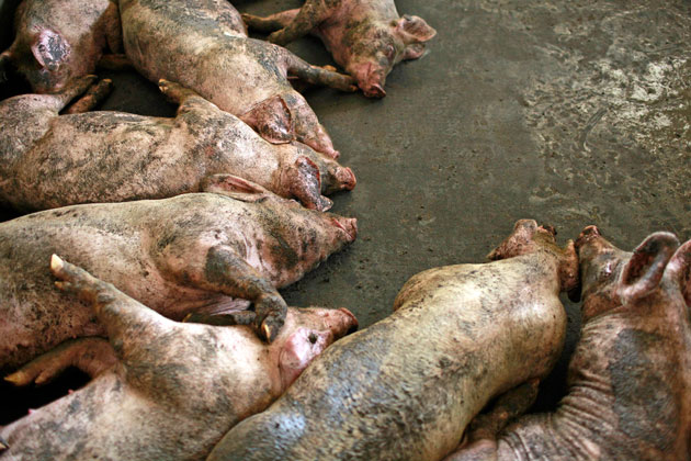 Mii de porci făcuţi scrum la Livada