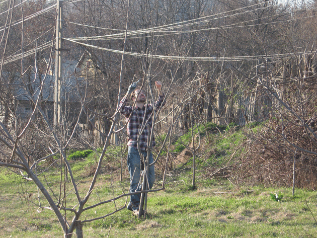 Mii de hectare de livezi au “dispărut”