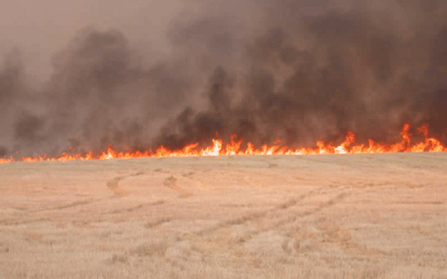 Zeci de hectare de păşune au ars la Foieni