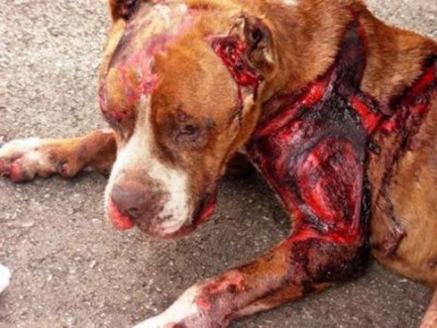 Lupte ilegale de câini pe malul Someşului?