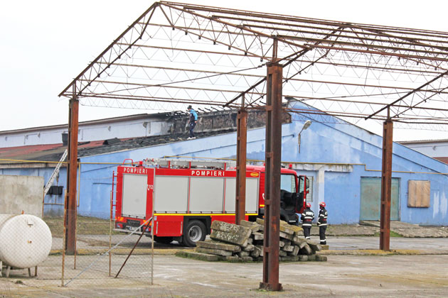 Peste 10.000 de pui salvaţi la Sanislău