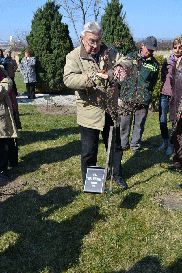 Maestrul trandafirilor a revenit la Satu Mare