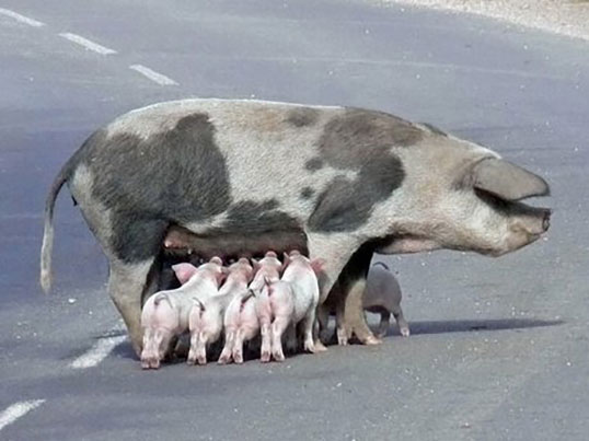 Numărul scroafelor continuă să scadă