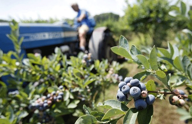 Grâul şi porumbul, abandonate în favoarea arbuştilor fructiferi