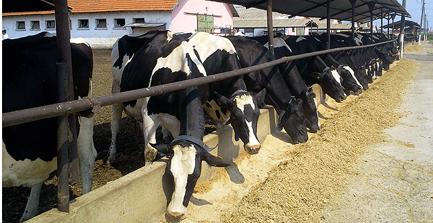 Efectivele de animale, în continuă creştere