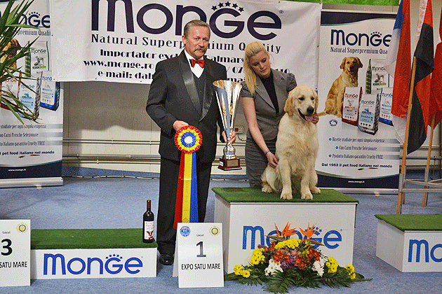 Un golden retriever, campionul suprem la Satu Mare