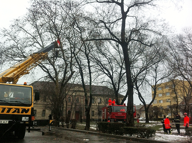 Sătmarul a pierdut prima luptă cu ciorile