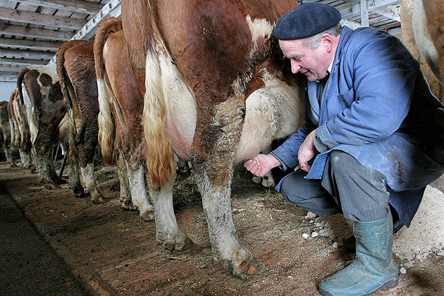 Majoritatea producătorilor de lapte dispar de pe piaţă