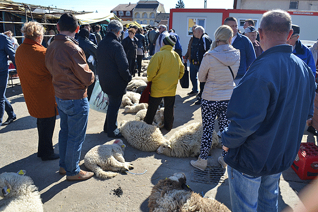 Peste 1.500 de miei sacrificaţi de Paşte în judeţul Satu Mare