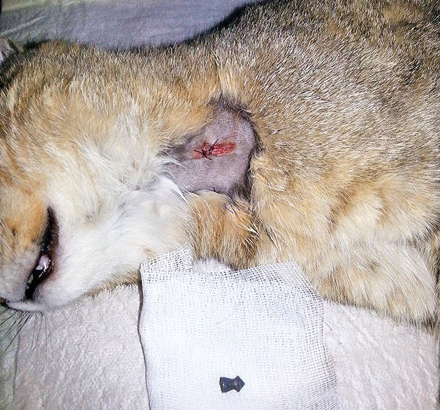 Pisică împuşcată în gât la Satu Mare