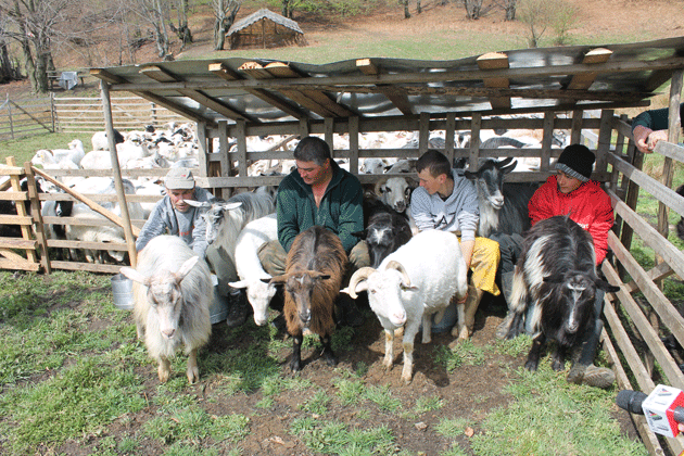 Sâmbra Oilor, o tradiţie care se mai  păstrează în Oaş