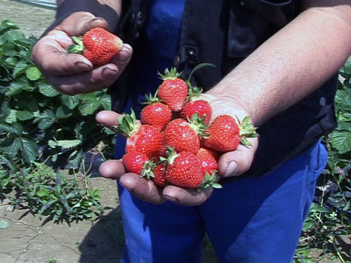 SĂTMĂRENII sunt cei mai mari CĂPŞUNARI. NIMENI nu poate CONTESTA asta