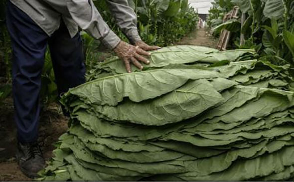 Terapie inovatoare împotriva bolii Alzheimer cu un derivat al tutunului