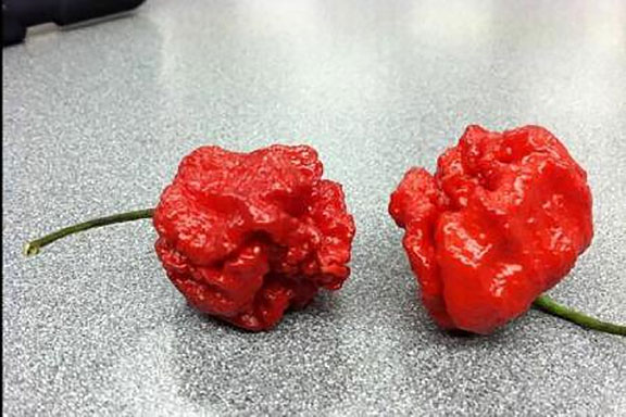 Cel mai iute ardei din lume