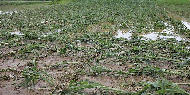 Grindina a ciuruit fermierii sătmăreni