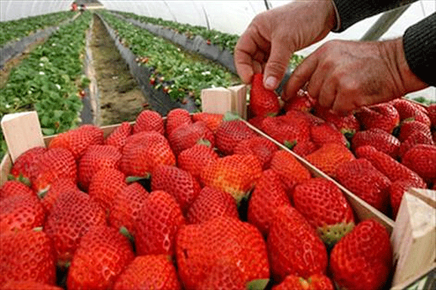 Producătorii sătmăreni de căpşuni, împinşi la sapă de lemn