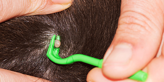 Căpuşele fac ravagii în judeţ