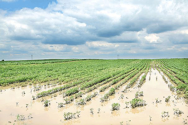 Culturi de pe zeci de mii de hectare, distruse de gheaţă