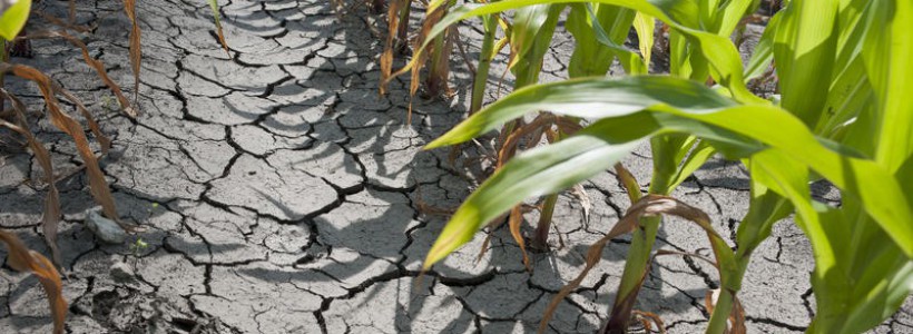 După GRINDINĂ şi PLOI vine SECETA. Autorităţile judeţene trag un semnal de ALARMĂ