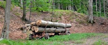 Undă verde pentru DEFRIŞATORI. SUTE  de hectare de pădure sunt NEPĂZITE în judeţ. FURTURILE sunt în CREŞTERE