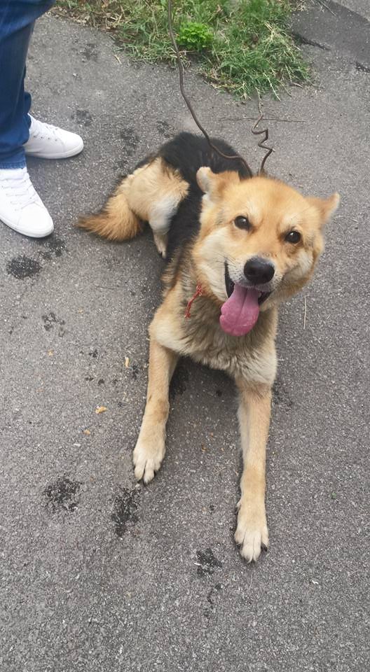 CRUZIME fără MARGINI din partea unui SĂTMĂREAN. A vrut să-şi UCIDĂ CÂINELE în stradă