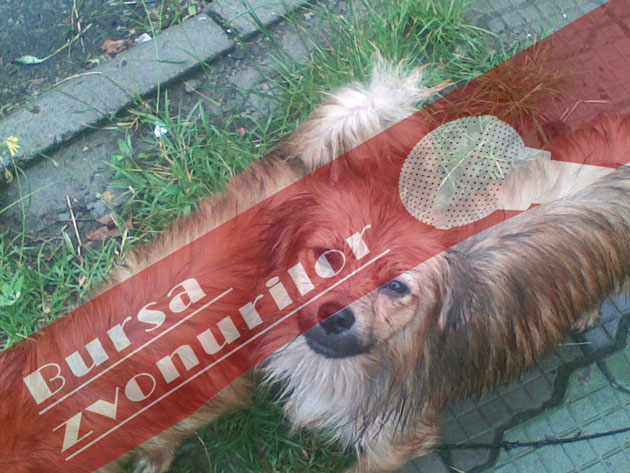 Câini comunitari de rasă