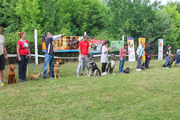 Canicross, eveniment organizat în premieră la Satu Mare